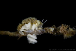 E G G S ! ! 
Nudibranch laying eggs (Doto ussi/Dotidae)
... by Irwin Ang 